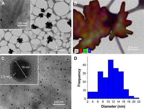 Figure 6 (HR-)TEM images of (A) SECSVS@Ag (DSSE 0.69) and (C) SECSBES@Ag (DSSE 1.05); (B) TEM/EDX image of SECSVS@Ag; (D) size distribution histogram of SECSBES@Ag (based on TEM images).Abbreviations: DSSE, degrees of substitution with sulfoethyl groups; EDX, energy dispersive X-ray spectroscopy; SECSVS or SECSBES, sulfoethyl chitosan synthesized with sodium vinyl sulfonate or sodium 2-bromoethanesulfonate; TEM, transmission electron microscopy.