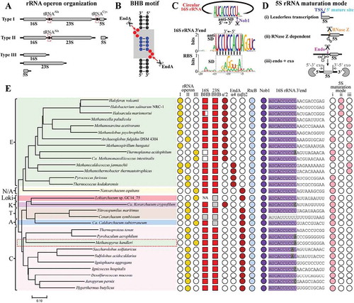 Figure 7. The conserved rRNA maturation modes in archaea. By searching the available archaeal genomes in KEGG database, key elements involved in pre-rRNA processing and maturation were analysed in 30 representative species affiliating to the four superphyla of archaea. These include three organization patterns of rRNA operons (a), 16S and 23S rRNA BHB motifs (b), 16S 3′ end sequences cleaved by Nob1 (c), three maturation modes of 5S rRNA (d), and the presence of EndA, RtcB and Nob1 (e). The grey shadowed BHB motif in (B) consists of two bulges (red spheres) and an in-between helix (blue spheres). A conserved 3′ end sequence of 16S rRNA noted as anti-SD in (C) is found in almost all of the investigated archaea, and perfectly complementary to the M. psychrophilus SD sequence (black dot line framed). Three maturation modes of 5S rRNA are summarized in the 30 investigated archaeal species (d,e): (i) transcribed as matured ‘leaderless’ 5S rRNA prevalent in TACK, Asgard and DPANN, (ii) RNase Z-dependent maturation on a tRNA-like structure widely distributed in haloarchaea, and (iii) ‘endo+exo’ mode employed in methanoarchaea. A representative phylogenetic tree (e) is constructed on the homology analysis of the protein concatenation of EndA and Nob1 from the 30 investigated archaeal species. The tree was constructed using MEGA7.0, and the bar represents 10% sequence difference. E, Euryarchaeota (green background); T, Thaumarchaeota (brick red background); A, Aigarchaeota (blue background); C, Crenarchaeota (pink background); K, Korarchaeota (magenta background); N/A, Nanoarchaeota and ARMAN (yellow background). Distributions of the key elements involved in rRNA maturation are shown at the right side. Filled and empty symbols represent the presence and absence of items in corresponding archaeal species. Grey filled squares indicate incomplete or inaccurate 16S or 23S rRNA sequences that do not allow a prediction of BHB motif, and NA means no available 16S or 23S rRNA sequence in the database. Grey shaded letters in 3′ end of 16S rRNA indicate mutated sites by comparing with the conserved mature 3′ end sequence shown in (C).