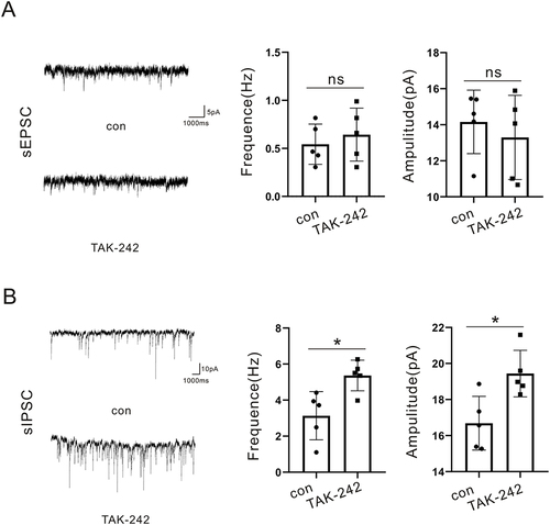 Figure 7 ZnO NPs affects neuronal excitability through TLT4. (A). Statistical plots of sEPSCs frequency and amplitude in control (con) group and TAK-242 group, N= (5 cells, 3 mice). (B). Statistical plots of sEPSCs frequency and amplitude in the con group and TAK-242 group, N= (5 cells, 3 mice). ns means p > 0.05, *p< 0.05.