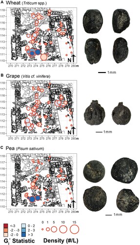 Figure 4. The spatial distribution of the densities of crop remains (grains, seeds, etc. per L) recovered in each flotation sample. Each point represents a bulk flotation sample, and its size is proportional to the density of remains. Color symbolizes the Gi* statistic. Representative photos of specimens of each type of crop remain are located to the right of each plot.