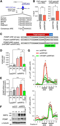 FIG 3 NRF3 overexpression enhances 20S proteasome activity by directly inducing POMP gene expression. (A) Genomic locus of the POMP gene with an NRF3 ChIP sequencing peak. Multiple sequences of a candidate ARE within the POMP promoter are indicated for different species. (B) ChIP-qPCR validation of NRF3 recruitment to the POMP promoter. H1299-oeNRF3#2 or -oeGFP#2 cells were subjected to ChIP assays using anti-NRF3 antibodies. Immunoprecipitated DNA was assessed by RT-qPCR assays using primers specific for each genomic region, as indicated in panel A. †, P < 0.01; n.s., not significant (n = 3; means ± SD) (determined by a t test). (C) CRISPR/Cas9-based mutagenesis of the ARE within the POMP promoter. POMP-ARE mutant cells (mtPOMP) were generated from H1299-oeNRF3#2 cells (parental). The protospacer-adjacent motif (PAM), CRISPR target, and POMP-ARE region are indicated. (D) Impact of POMP-ARE mutation on NRF3 recruitment. The indicated cells were subjected to ChIP assays using anti-NRF3 antibodies. Immunoprecipitated DNA was assessed by RT-qPCR assays using primers specific for the POMP-ARE region. ‡, P < 0.005; n.s., not significant (n = 3; means + SD) (determined by ANOVA followed by a Tukey test). (E and F) Impact of POMP-ARE mutation on mRNA and protein levels of POMP. mRNA and protein levels of POMP were assessed by RT-qPCR (E) and by immunoblotting (F), respectively. *, P < 0.05; n.s., not significant (n = 3; means + SD) (determined by ANOVA followed by a Tukey test [E]). (G) Impact of POMP-ARE mutation on proteasome activity. The indicated cell extracts were fractionated into 20 fractions by 10% to 40% glycerol gradient centrifugation and assayed for Suc-LLVY-AMC (chymotrypsin-like)-hydrolyzing activity of 20S proteasomes (+SDS/−ATP) (top) or 26S proteasomes (−SDS/+ATP) (bottom). The mean and individual values are represented as lines and marks, respectively (n = 2). The activity in fractions 1 to 5 was derived from nonproteasomal proteases.