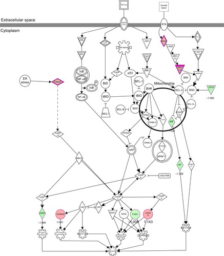 Figure 11 PLB regulates apoptosis signaling pathway in PC-3 cells.