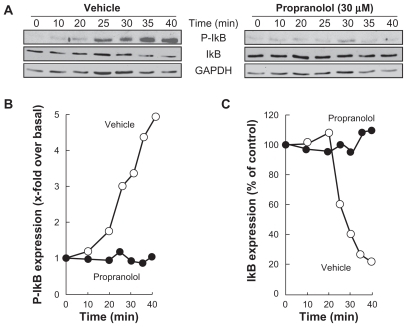 Figure 4 Propranolol inhibits PMA-induced IκB phosphorylation that leads to IκB degradation. A) Medulloblastoma-derived DAOY cells were serum-starved for 30 minutes in the presence of vehicle or 30 μM propranolol. Cells were then incubated for the indicated time with vehicle or 1 μM PMA. Lysates were isolated, electrophoresed via sodium dodecylsulfate–polyacrylamide gel electrophoresis and immunodetection of phosphorylated IκB (P-IκB), IκB, and of GAPDH proteins was performed as described in the Methods section. B, C) Quantification was performed by scanning densitometry of the autoradiograms. Data were expressed as x-fold induction over basal untreated cells for P-IκB, and as the percent (%) expression of untreated basal conditions for IκB.