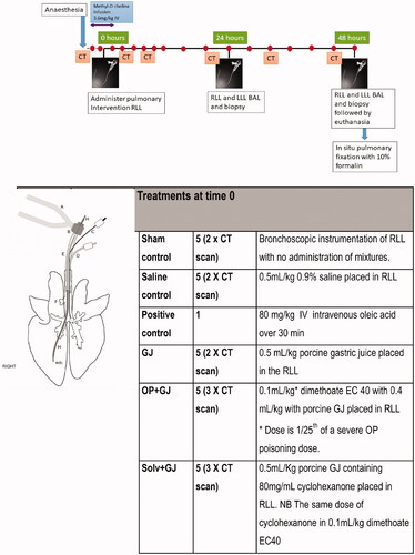 Figure 1. Minipig pulmonary aspiration protocol. Each minipig was anaesthetised approximately 2 h before time = 0 to allow time for surgical placement of arterial, central venous and urinary catheters. The pulmonary surfactant tracer isotope (methyl D9 choline chloride 3.6mg/kg) was infused IV from –30 min for 3h (data not shown). The dots denote sampling points for arterial and venous blood, +/- urine (data not shown). CT of lungs occurred at –30 min, 4, 8, 24, 32 and 47.5 h. The intervention mixtures listed in the table were placed in the right lower lung (RLL) through an epidural catheter placed down the working channel of a bronchoscope (Vision Sciences BRS-5000, Laborie, US) at time = 0. The OP (dimethoate EC40) intervention mixture contained 1/25th a severe poisoning dose used in previous studies [Citation15]. The left lung was isolated during pulmonary instillation through use of a bronchial blocker. Bronchoscopy, bronchoalveolar lavage (BAL) and pulmonary biopsy for both direct (right) and indirect (left) lungs took place at 24.5 h and 48 h, after which the minipig was euthanized. (A) Breathing hoses from Siemens Servo 300A ventilator; (B) bronchoscope dual-axis swivel adapter; (C) bronchial blocker inflation line; (D) endotracheal tube cuff inflater; (E) torque controlled bronchial blocker (TCB; Univent endotracheal tube); (f) right accessory bronchus; (g) bronchial blocker cuff; (h) bronchoscope (BRS-5000). Diagram illustrating the instrumentation used is reproduced from previous work [Citation18]. edc: epidural catheter.