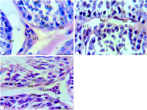Figure 5. Photomicrographs from rabbit testes that were stained with PAS stain. A section from G1 in Figure 5A shows the boundaries of three ST that are surrounded by a thin BM and separated by a thin interstitium of LCT. Each ST is lined by several layers of spermatogenic cells, such as SG, PS, and SP with SE cells that rest on the BM. Multiple L cells appear in LCT between the ST. Additionally, sections of G2, as in Figure 5B, reveal three irregular ST that are surrounded by a thick BM and irregular flat myoid cells (M) and that are separated by a thick, wide LCT with multiple L cells. Meanwhile, the ST are lined with SE and spermatogenic cells such as SG and PS while their lumen has few SP. Furthermore, a section from G3 in Figure 5C reveals the boundaries of three ST that are surrounded by a thin BM and separated by a thin LCT with multiple L cells between the ST. Meanwhile, each ST is lined by SE and several layers of spermatogenic cells as SG that rest on the BM, PS, and SP that are very similar to those of G1. PAS × 1000 and the bar = 50 μm.