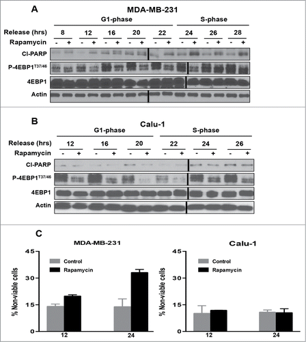 Figure 2. mTOR inhibition by rapamycin enhances apoptosis in S-phase of the cell cycle in MDA-MB-231 cells but not in Calu-1 cells. MDA-MB-231 (A) and Calu-1 (B) cells were synchronized in G1 phase of the cell cycle using lovastatin as in Figure 1. Upon release from G1 block, rapamycin (20μM) was added at indicated time points. After 24 hours, cells were collected and Western blot analysis was performed for cleaved PARP (Cl−PARP), P-4E-BP1T37/46, 4E-BP1, and actin. These data shown are representative of experiments repeated at least 3 times. (C) MDA-MB-231 and Calu-1 cells were synchronized using lovastatin as in A and B. Upon release from G1 block, the cells were treated with rapamycin at 12 and 24 hr. Cells were collected 24 hr later and cell viability assays were performed using trypan blue exclusion as described in Materials and Methods. Error bars represent the standard deviation for experiment at least repeated 3 times.