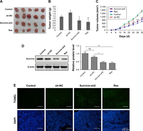 Figure 5 Antitumor effects of survivin-shRNA on skin cancer in vivo.Notes: (A) Representative images of tumors in mice bearing A431 xenograft tumors after transfection of survivin-sh2 or shRNA-NC or administration of Res. (B, C) Quantifications of tumor weight (B) and tumor volume (C) in displayed four groups. *P<0.05 and **P<0.01 vs sh-NC, #P<0.05 vs control. (D) Western blot analysis of survivin levels in four groups of mice. (E) Cell apoptosis was determined by TUNEL assay in four groups of mice. The mean ± SD in the graph presents the relative levels from three replications. *P<0.05 vs sh-NC, #P<0.05 vs control, n=5.Abbreviations: Res, resveratrol; shRNA, short interfering RNA; ns, not significantly different.