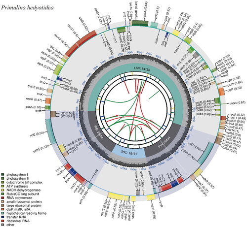 Figure 2. Chloroplast genome map of Primulina hedyotidea.