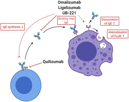 Figure 3 Mechanisms of various currently approved or in trials investigated drugs for chronic spontaneous urticaria. Anti-IgE drugs omalizumab, ligelizumab and UB-221 bind to free IgE and, therefore, induce a downregulation of FcԑRI. For omalizumab, an acceleration of the dissociation of IgE from FcεRI was shown. There are hints that omalizumab reduces the production of IgE. Quilizumab binds to the M1-prime segment of membrane-expressed IgE inducing a depletion of IgE-switched and memory B cells.