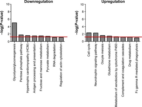 Figure 6 The pathways associated with the downregulation and upregulation of protein responses 28 days after exposure to ZnONP.Notes: The pathways were determined using DAVID analysis. An enhanced score (−log[P-value]) ≥1.3 threshold (red line) was considered to be significant.Abbreviations: ZnONP, zinc oxide nanoparticle; RNA, ribonucleic acid; DAVID, Database for Annotation, Visualization and Integrated Discover.