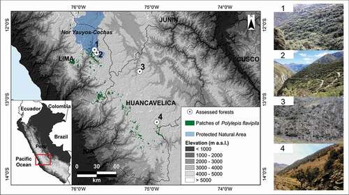 Figure 1. Polylepis flavipila forest locations as recorded in our database and the four forest sites selected for the small-scale detailed categorization proposed by Navarro et al. [Citation25]. Forest 1: Shaitura – Shutco; forest 2: Shajsee – Shajsee; forest 3: San Luis; forest 4: Ccarhuancho