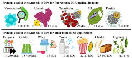 Figure 3 Proteins used for the synthesis of NPs loaded with NIR fluorophores for medical imaging (top line) or other biomedical applications (bottom line) and their molecular weights.