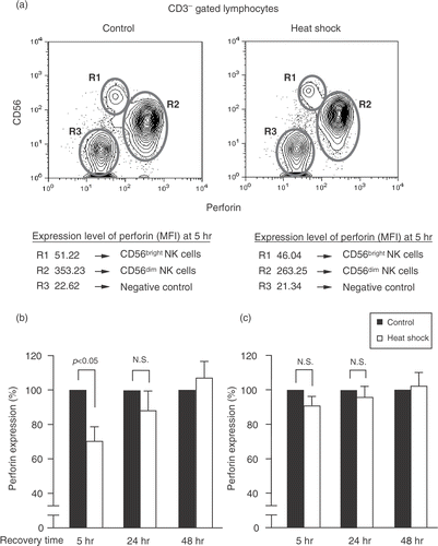 Figure 2. Heat shock down-regulates perforin expression on CD56dim NK cells. (a) PBMC were maintained at 37°C or heat shock treated at 42°C for 1 h and were recovered at 5, 24, and 48 h. Cells were stained with anti-CD56-APC and anti-CD3-PE. Then cells were fixed, permeabilized, and stained with anti-perforin-FITC. Lymphocytes were gated for CD3− population and perforin expression in different lymphocyte subpopulations was determined by flow cytometry. CD3−CD56− populations (B cells) were used as negative controls. Non-specific binding was not observed with isotype control mAbs (data not shown). Percentage means of perforin expression ± S.E. (n = 3) in heat-treated and control of (b) CD56dim NK cells and (c) CD56bright NK cells at the indicated times are presented. P was assessed by paired t-test. N.S. = not significant. MFI = Mean fluorescence intensity.