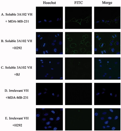 Figure 8. Representative cell images of soluble 3A102 VH binding, as determined by SLCM. (A, B and C) MDA-MB-231, H292 and BJ cells were stained with soluble 3A102 VH, respectively. (D and E) MDA-MB-231 and H292 cells were stained with an irrelevant VH, respectively. The antibody was detected with mouse anti-His-tag and goat anti-mouse IgG-FITC conjugate (green) Abs, respectively. Nuclei are labeled with Hoechst 33342 (blue).