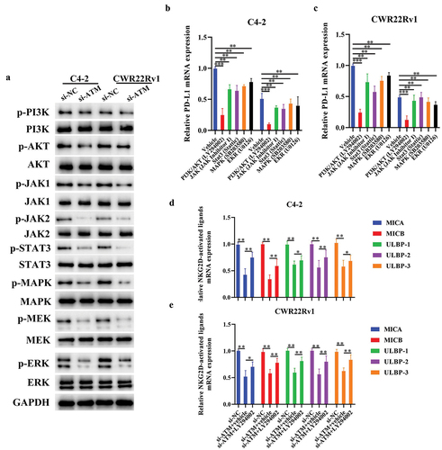 Figure 7. ATM promotes PD-L1 and suppresses NKG2D ligand expression via the PI3K/AKT signaling pathway in CRPC cells. a. Activation of various ATM-related signaling molecules (PI3K/AKT, JAK1/JAK2, STAT3, MAPK, MEK, and ERK) in ATM knockdown CRPC cell lines. GAPDH was used for normalization. b, c. the level of PD-L1 mRNA expression in CRPC cell lines (C4–2 or CWR22Rv1) with inhibitors of potential signaling pathways, including PI3K/Akt (LY294002), JAK (JAK inhibitor 1), Stat3 (stattic), MAPK (SB203580), and MEK/ERK (U0126). GAPDH was used for normalization. d, e. the level of NKG2D ligand mRNA in ATM knockdown CRPC cell lines. GAPDH was used for normalization. Data are presented as the mean ± SD; n = 3; *P < .05; **P < .01. Data were analyzed using two-way ANOVA with Tukey’s multiple comparisons test.