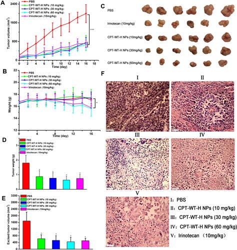 Figure 5 CPT-WT-H NPs significantly inhibited tumor progression and dramatically reduced side effects in an MCF-7 human breast cancer model. (A) The growth curves of MCF-7 tumor after treatment, which was initiated on day 13 post tumor inoculation, and drugs were intravenously injected every 2 days for 8 times (n = 6/group). (B) Changes of body weight in each group. (C) The tumor pictures in each group. (D) Excised tumor weight in each group. (E) Excised tumor volume in each group. *p < 0.05; ***p < 0.001. (F) Histological analysis of tumor sections stained with H&E.