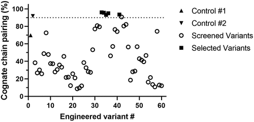 Figure 2. Screening CH1-Cλ interface mutants for improved chain pairing properties. Bispecific αEGFR/αHER2 antibodies containing electrostatic steering mutations (Table 2) were generated via a small-scale, high-throughput production and purification platform. Relative abundances of kappa and lambda LCs in each antibody were measured by capillary electrophoresis, and the resulting stoichiometric ratios were used to calculate chain pairing percentages.