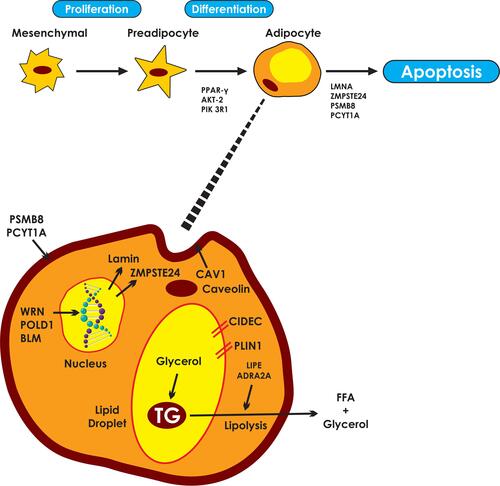 Figure 1 Pathways involved in the molecular pathogenesis of familial partial lipodystrophies. Responsible genes may affect adipocyte differentiation, cell membrane integrity, DNA repair, lipid droplet formation and lipolysis. PPARγ, the “master regulator” of adipogenesis coordinates the transcription of proteins central to the adipocyte function. AKT2 and PIK3R1 are involved in insulin signaling pathways, mediating adipocyte differentiation. LMNA gene encodes lamins A/C which are essential components of the nuclear envelope. ZMPSTE24 is responsible for the proteolysis of prelamin A to mature/active lamin A. PSM8 and PCYT1A are responsible for the composition and integrity of cell membranes. Mutations lead to intracellular oxidative stress, inflammation and apoptosis. WRN, POLD1 and BLM participate in DNA repair and replication, ensuring genomic stability. Caveolin 1, the product of CAV1, participates in the formation of caveolae. Caveolin vesicles are created from endocytosis of caveolae which carry cholesterol and sphingolipids from the cell surface. Caveolin vesicles are merged with the lipid droplet, mediating the transcytosis of fatty acids. CIDEC is responsible for the formation of unilocular lipid droplets and PLIN1 for the structure of the lipid droplets. Finally, LIPE and ADRA2A regulate triglyceride lipolysis to free fatty acids and glycerol.