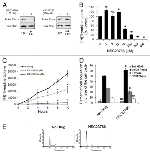 Figure 5. Pharmacological inhibition of Rac1 decreases proliferation and slows progression through the G1 phase of the cell cycle. (A) The effects of NSC23766 on Rac and Rho activity were measured by active Rac or Rho pull-down. Quantitative densitometry was conducted to determine the ratio of active GTPase to total GTPase detected in the immunoblots. The values are normalized to densitometric values obtained from ECL-Western blots of cells not treated with NSC23766. Results are the mean ± SE from three independent experiments. (B) Proliferation of NCI-H1703 cells was assayed by measuring [3H]thymidine uptake after a 24 h incubation with the indicated concentrations of the Rac inhibitor NSC23766. The values are normalized to [3H]thymidine uptake by cells treated without the drug. Results are the mean ± SE from three independent experiments conducted with six replicates for each treatment in each experiment. (C) The rate of proliferation was assessed by measuring [3H]thymidine uptake at the indicated times after incubation with NSC23766 for 24 h. (D) Changes in cell cycle progression were determined by incubation of NCI-H1703 cells with the Rac inhibitor NSC23766 (100 μg/ml) for 24, followed by flow cytometry analysis. (E) Histograms of cell cycle analysis conducted with NCI-H1703 cells treated with or without the Rac1 inhibitor NSC23766. Results are the mean ± SE from three independent experiments. Symbols above a column indicate a statistical comparison of cells treated with NSC23766 and control cells treated without NSC23766 (NS, not significant; *p < 0.01).