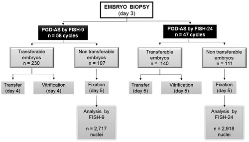 Figure 1. Study flowchart of the validation process. After a Day-3 FISH analysis of a one-cell biopsy, following a 9-chromosome or a 24-chromosome protocol, non-transferable and non vitrifiable embryos were fixated and their nuclei re-analyzed on Day 5. PGD-AS: preimplantation genetic diagnostics - aneuploidy screening; FISH: fluorescence in situ hybridization.