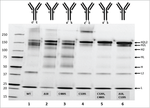 Figure 3. Non-reducing SDS-PAGE of IgA from transiently producing HEK293F following KappaSelect purification. Lanes: (1) IgA22-4g2, (2) IgA22Δ18-5g2, (3) IgA22-7, (4) IgA22-8, (5) IgA22-9, (6) IgA22-10. Diagrams depict cysteines at heavy chain positions 320 and 480 (C), serines at heavy chain positions 320 and 480 (S) and the C-terminal 18 aa tailpiece. Gels were visualized using Criterion TGX Stain-free, precast gels and Krypton staining. Putative composition of the various bands has been indicated on the right side of the gel.