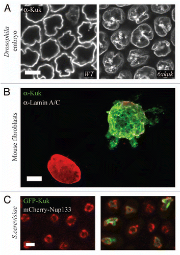 Figure 1 The farnesylated nuclear membrane protein Kuk affects nuclear shape in different cell types. (A) Surface view of a wt Drosophila embryo (left) and of an embryo with six genomic copies of kuk (right), in late cellularization. Kuk is used as a marker of the NM. Scale bar: 10 µm. (B) Nuclear morphology upon Kuk overexpression in NIH-3T3 cells. The nucleus of a transiently transfected NIH-3T3 cell expressing Kuk (green) is shown together with the nucleus of a non transfected cell. Lamin A/C (red) marks the NM. Scale bar: 5 µm. (C) Nuclear morphology of control (left) and GFP-Kuk expressing (right) S. cerevisiae in mid-log phase. mCherry-Nup133 (red) marks the NM and GFP-Kuk is shown in green. Scale bar: 2.5 µm.