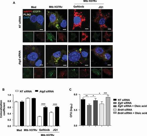 Figure 5. Inhibition of EGFR-BRD4 leads to mycobacterial clearance via LD depletion. (A and B) RAW 264.7 macrophages were transfected with mRFP1-EGFP-PLIN2 construct using Lipofectamine 3000 reagent, along with NT or Atg5 siRNA. The transfected cells were infected for 48 h with Mtb H37Rv followed by 12 h treatment with gefitinib or JQ1 and assessed for lipophagy by analyzing the colocalization of RFP and GFP signals; (A) representative images; (B) respective quantification. (C) Mouse peritoneal macrophages were transfected with NT or Egfr or Brd4 siRNA, in the presence or absence of oleic acid, and subsequently infected with Mtb H37Rv for 60 . Cells were lysed and plated on 7H11 medium to assess mycobacterial burden. Med, Medium; NT, non-targeting; *, p < 0.05; **, p < 0.01; ***, p < 0.001; ****, p < 0.0001 (one-way ANOVA, GraphPad PRISM 9.0).