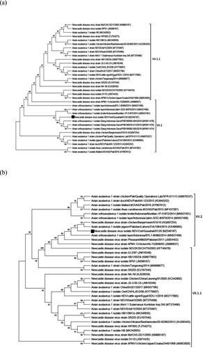 Figure 2. Phylogenetic analysis of NDV/Owl isolate. Phylogenetic tree based on F gene nucleotide sequence among genotype VII isolates (a), and phylogenetic tree based on whole genome nucleotide sequence among genotype VII isolates (b).