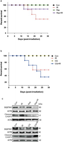 Figure 7. Radiation-induced autophagy is pro-survival under in vivo conditions. (a) The effects of autophagy inducer Rapamycin (2 mg/kg body weight) on survival during the first 30 d after 8 Gy irradiation in mice. C57BL/6 mice were randomized into 4 groups: control, IR, Rap, Rap+IR. Rapamycin was administered via an intraperitoneal (i.p.) route in a single dose, 1 h prior to irradiation. Mice were observed for their body weight (Table S1), and lethality was scored daily for the first 30 d. Kaplan-Meier analysis was performed for mice receiving 8 Gy of total body irradiation. Each treatment group contained at least 6 animals. (b) The effect of the autophagy inhibitor chloroquine (10 mg/kg body weight) on animal survival was studied for the first 30 d after 8 Gy irradiation in mice. C57BL/6 mice were randomized into 4 groups: control, IR, CQ alone and CQ+IR. CQ was administered via intraperitoneal (i.p.) injection in a single dose, 1 h prior to irradiation. Mice were observed for their body weight (Table S1), and lethality was scored daily for the first 30 d. Kaplan-Meier analysis was performed for mice receiving 8 Gy of total body irradiation. Each treatment group contained at least 6 animals. (c) Immunoblotting of isolated mice peritoneal cavity cells from rapamycin and chloroquine (CQ) treated mice was performed after day 8 of irradiation. Each mouse was given 4% thioglycolate treatment 72 h prior to peritoneal cavity cell isolation. Cells were lysed, and blots were probed with SQSTM1 (as a marker of autophagy) and cleaved CASP3 (as a marker of apoptosis). A total of 3 animals were sacrificed from each group for western blotting. Each blot is representative of 2 independent experiments.