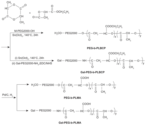 Figure 1 Synthesis scheme of PEG-b-PLMA and Gal-PEG-b-PLMA copolymers.Abbreviations: PEG-b-PLMA, methoxy poly(ethylene glycol)/poly(l-lactide-co-β-malic acid) block copolymer; Gal-PEG-b-PLMA, galactosylated methoxy poly(ethylene glycol)/poly(l-lactide-co-β-malic acid) block copolymer.