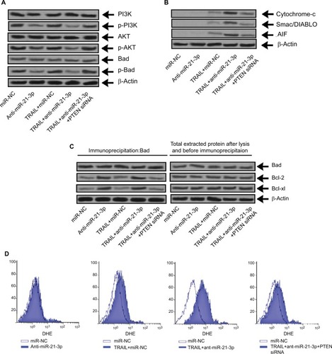 Figure 7 Suppression of miR-21-3p elevated the TRAIL-mediated apoptosis via the PTEN/PI3K/Akt/Bad cascade.Notes: (A) The expression of PI3K, Bad and Akt was evaluated by Western blot analysis in Huh-7 cells transfected with anti-miR-21-3p, PTEN siRNA and TRAIL. (B) The heterodimer for Bad-Bcl-xL and Bad-Bcl-2 was identified by co-immunoprecipitation in Huh-7 cells exposed to PTEN-siRNA, anti-miR-21-3p and TRAIL. (C) The expression of cytochrome c, AIF and Smac/DIABLO was done in Huh-7 cells after isolating mitochondria from cells opting Western blot analysis. (D) Dihydroethidium staining was done for measuring generation of ROS in Huh-7 cells.Abbreviations: AIF, apoptosis-inducing factor; PTEN, phosphatase and tensin homologue; TRAIL, TNF-related apoptosis-inducing ligand.