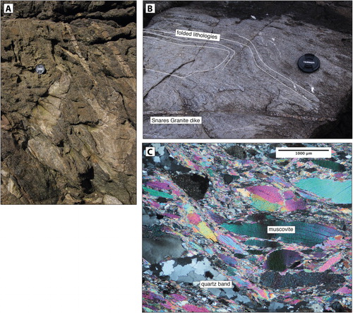 Figure 3 A, Mica-rich schist on Rua in the Western Chain. Lens cap for scale; B, Folded schist/gneiss on Rua, cross-cut by a Snares Granite dyke. Foliation orientations are enhanced by white lines drawn on the photo; C, Cross-polarised light image of a specimen from a schist raft in Snares Granite on Broughton Island. This is the specimen (OU84693) from which zircon was dated.