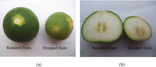 Figure 3. Fruit characteristics in the retained and the dropped fruits as (a) external characteristics and (b) internal characteristics 2 months after fruit set.