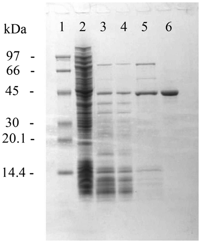 Fig. 2. SDS-PAGE of crude and purified recombinant TgGDH.Notes: Lanes are molecular weight marker (M), crude extract after sonication (1), supernatant fraction after heat treatment (2), fractions containing TgGDH after RESOURCE Q (3), RESOURCE ISO (4), and gel filtration (5) column chromatography steps.