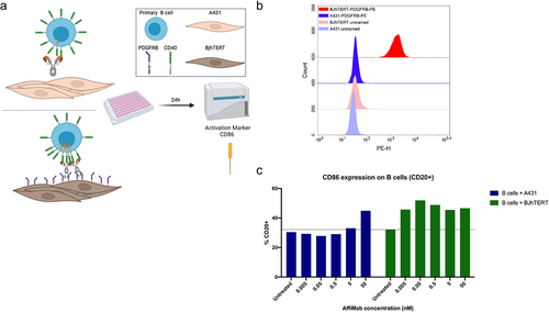 Figure 5. AffiMab mediated, PDGFRB-dependent CD40 activation in B cells. (a) B cells are co-cultured with either PDGFRB+ BJhTERT or PDGFRB− A431 cells in presence of the AffiMab. (b) PDGFRB expression is evaluated on BJhTERT and A431 cells by flow cytometry. The former is confirmed PDGFRB+ as also shown by western blot data in Figure 1D. A431 cells are identified as PDGFRB−. Unstained cells are included as negative control. (c) CD86 fraction of CD20+ B cells is higher at lower AffiMab concentrations when PDGFRB is provided by cells. One representative experiment of at least two independent replicates is plotted with CD86+ cells (on CD20+ B cells) calculated on at least 1 × 104 collected cell events.