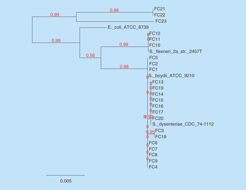 Figure 3.  Phylogenetic tree was constructed using maximum likelihood method of nucleotide sequences of gyrB genes for the study isolates.