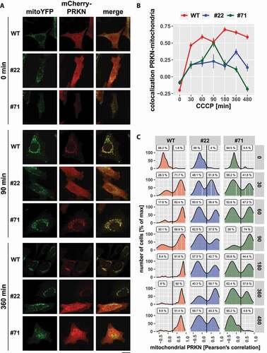 Figure 10. Loss of UBXN1 alters the dynamic of PRKN translocation to mitochondria. (A) HeLa cells and cells of HeLa UBXN1-/- clone 22 (#22) and clone 71 (#71) were transfected with expression plasmids for mitoYFP and mCherry-PRKN and treated with 25 µM CCCP for 30, 60, 90, 180, 360 and 480 min or left untreated, fixed and imaged by confocal microscopy. Shown are representative images from three independent experiments for untreated cells, or cells after 90 and 360 min of CCCP treatment. Scale bar: 20 µm. (B) Colocalization of mitoYFP and mCherry-PRKN was measured by line drawing. Shown are the mean Pearson’s correlations of three independent experiments with 53 to 115 cells per condition from three independent experiments. Statistical significance was determined using unbalanced two-way ANOVA followed by Student’s t-test with “fdr” to account for multiple testing. (C) Translocation of PRKN to mitochondria was analyzed as in B. Shown are density plots scaled to 100%. A gate was set at 0.25 to distinguish cytosolic from mitochondrial PRKN. The gate labels correspond to the percentage of cells contained in each gate.