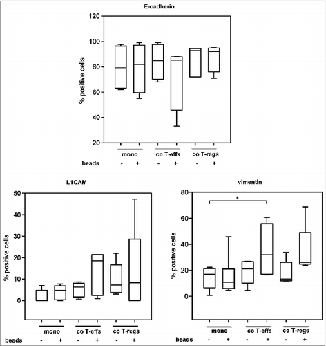 Figure 3. An altered EMT marker expression predominates in H6c7 cells when co-cultured with activated CD4+ T-effs. H6c7 cells were monocultured (mono) or directly co-cultured with T-effs (co T-effs) or T-regs (co T-regs) for 72 h, either in the absence (w/o) or presence of activation beads (+ beads). Flow cytometry analysis of E-cadherin, L1CAM and vimentin expression in detached mono- and co-cultured H6c7 cells. Data are presented as median values with quartiles quartiles (Q0,75 as upper, Q0.25 as lower deviation) of 3–6 independent experiments with T cells isolated from 3–6 individual donors. * = p < 0.05.