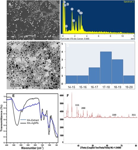 Figure 2 Characterization of green synthesized MA-AgNPs. (A) Surface morphology analysis under SEM. (B) Elemental analysis by EDX. (C) TEM image. (D) Particle diameter from TEM image. (E) FTIR spectra of MA-extract and MA-AgNPs. (F) XRD spectra.