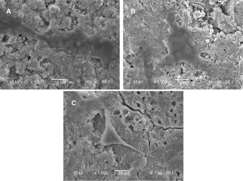 Figure 10 Scanning electron micrscope images of MG63 cells cultured on m-MPC with 20 w% (A) and 40 w% (B) m-MS and on PCL-PEG-PCL (C) for 4 days.Abbreviations: m-MPC, m-MS and PCL-PEG-PCL composite; m-MS, mesoporous magnesium silicate; PCL-PEG-PCL, poly(ε-caprolactone)-poly(ethylene glycol)-poly (ε-caprolactone).