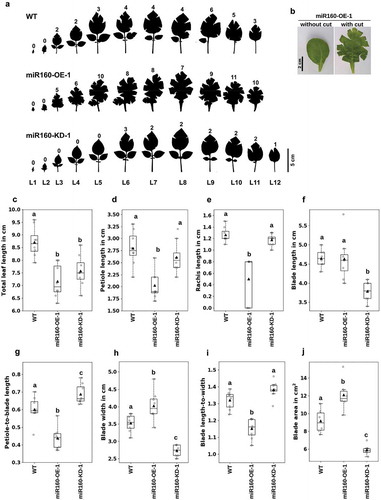 Figure 2. Both overexpression and knockdown of miR160 affect multiple leaf characteristics. (a) Silhouettes of all the leaves collected from 6-week old plant arranged in the order of youngest (L1) to oldest (L12). Cuts were made along the margin of the leaves to flatten it. The numeral on top of each leaf indicates the number of cuts that was required to flatten the leaf: miR160-OE leaves required more cuts and miR160-KD leaves required less cuts than WT. (b) A leaf from the miR160-OE-1 plants before and after the cuts was made at its margin. (c-j) Various morphometric parameters, as indicated along the y-axis, were measured using the leaf emerging from the 5th-node of 6-week old plants (L5). Each boxplot is prepared using data from eight individual plants (indicated by gray-filled circles), except blade area for which six individual plants were used. The black-filled triangle represents the mean of the data. Statistically significant differences were estimated using one-way ANOVA followed by a Tukey HSD test (p < .05). This experiment was performed three times with similar results.