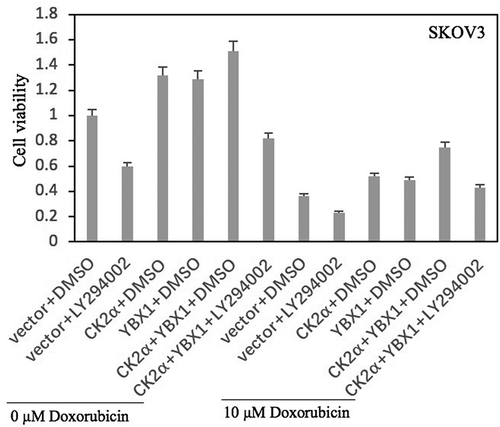 Figure 8. PI3K/AKT antagonist decreases the resistance of doxorubicin induced by co-activation of CK2α and YBX1. Cell proliferation was assessed in cell lines after incubation with doxorubicin for 24 h or/and transfection with CK2α or/and YBX1 plasmids for 72 h or/and 20 μM LY294002 for 48 h in ovarian cancer cell lines (SKOV3). Cell viability was assayed by Cell Proliferation Assay Kit (Promega) method. The data represent the mean values (±s.d.) of three independent experiments.