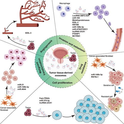 Figure 3 The role of exosomes of bladder cancer origin. Exosomes derived from bladder cancer serve as mediators of intercellular communication and significantly contribute to the proliferation, migration, angiogenesis, transformation, and drug resistance of cancer cells, ultimately resulting in a phenotypic transformation of tumor tissues towards increased malignancy.