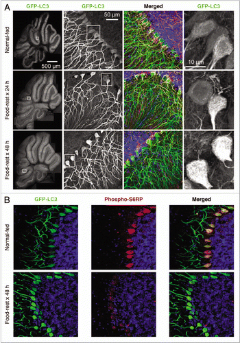 Figure 3 Identification of autophagosomes and reduction of mTOR activity in the cerebellum of food-restricted mice. (A) Low magnification flattened images of GFP-LC3 fluorescence were re-assembled to generate a complete sagittal cross-section of cerebellum from normal and food-restricted mice (left column). Higher magnification images of the white boxed regions show GFP-LC3 fluorescence in purkinje cells along the boundary between the molecular and granular layers (second column). Additionally magnified representative images of the (boxed) Purkinje cell bodies reveal finer detail and localization of the GFP-LC3 signal (far right column). A merged fluorescent image for each mouse is shown in the third column; GFP-LC3 (green), nuclei (blue), pan-neuronal marker (orange), GFAP/astrocyte marker (red). (B) Cerebellar sections were stained with an antibody specific for phospho-S6RP, a protein whose abundance varies directly with mTOR activity, and inversely with autophagy (see text).