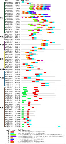 Figure 4. Schematic diagram of amino acid motifs of WRKY TFs from different subfamilies in garlic. Each motif is represented by a coloured box. Black lines represent non-conserved sequences. Only sequences containing a motif site are shown.