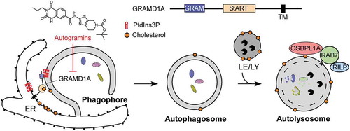 Figure 1. Schematic diagram of the function of GRAMD1A and cholesterol in autophagosome formation. Upon autophagy induction, GRAMD1A accumulates at the autophagosome initiation sites at the ER, potentially due to the enrichment of PtdIns3P in these sites. GRAMD1A appears to be directly engaged in autophagosome biogenesis through regulation of cholesterol homeostasis at phagophores/autophagosomes. The cholesterol content of autophagosomal membranes increases as the autophagosome matures, due in part to fusion with cholesterol rich lysosomes and late endosomes. Enhanced membrane cholesterol regulates the fusion of autophagosomes with late endosomes/lysosomes and the transport of amphisomes/autolysosomes to the cell center via the cholesterol-sensing protein OSBPL1A/ORP1L. TM, transmembrane domain; LE, late endosome; LY, lysosome.
