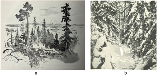 Figure 5. These pictorials illustrate how pristine representations were embodied in the yearbooks’ illustrations and photographs. They depict forest milieus that appear to have been saved from logging, as they host trees of different ages, where some are old and others young. Furthermore, no traces of logging activities are visible, such as marks from forest machines or tree stumps. Besides, no tourists or tourist infrastructure are visible, which are central elements in national parks. Figure 5.a. was illustrated by Erik Rosenberg and published in the yearbook of 1959. It portrays a forest environment in Garphyttan National Park (Rosenberg, Citation1959, p. 238). The photograph in Figure 5.b. was taken in Tyresta (that became a national park in 1993) by Carl Fries and was published in the yearbook of 1938 (Freese, Citation1938a, p. 355).