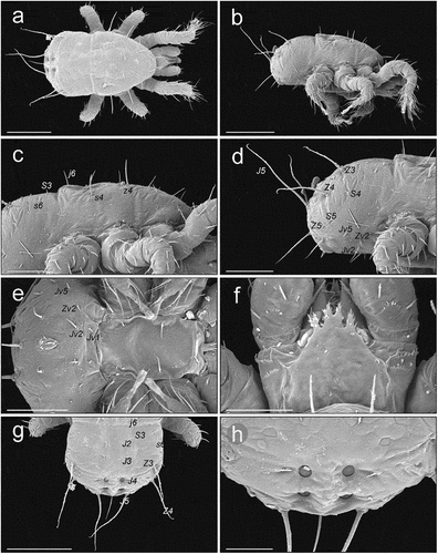 Figure 3. SEM (Scanning Electron Microscopy) micrographs of a Zercon hamaricus larva. (a) dorsal habitus; (b) lateral habitus; (c) anterior part of idiosoma, lateral view; (d) posterior part of idiosoma, lateral view; (e) sternal and anal region; (f) epistome; (g) opisthonotum, dorsal view; (h) opisthonotum, posterodorsal cavities. Scale bars (µm): a, b, g = 100; c, d, e = 50; f, h = 25.