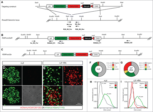 Figure 4. Mouse embryonic stem cells expressing Fucci2a. A single copy of the Fucci2a transgene under the control of the CAG promoter was inserted into the Rosa26 locus by homologous recombination in mouse embryonic stem cells (mESCs). (A) Targeting construct used, a stop cassette containing a loxP flanked neomycin resistance gene and polyadenylation sequence was inserted between CAG and Fucci2a, this construct was inserted in the reverse orientation to the endogenous Rosa26 promoter to avoid transcriptional interference. (B) The targeted R26Fucci2aR inducible allele, screening for correct homologous recombination was done using PCR across the 5′ and 3′ homology arms of the targeting construct. To test the R26Fucci2aR ES cell lines they were transfected with a Cre-recombinase expressing plasmid (pPGK-Cre), plated at low density and screened for G418 sensitive Fucci2a expressing clones (R26Fucci2a). (C) The targeted R26Fucci2a allele after Cre-mediated excision of the floxed-Neo-pA stop cassette. (D) R26Fucci2a ES cells showed high levels of mVenus in the majority of cells but very few mCherry positive cells were evident. (E) However on withdrawal of Lif and culture in the presence of retinoic acid (RA) for 4 days high proportions of mCherry positive cells were evident. (F and G) FACS analysis showed that there were a large proportion of cells negative for both markers in R26Fucci2a ES cells and that on Lif removal and RA treatment the negative population was reduced and an mCherry positive population became apparent. (H and I) Quantification of DNA content by DAPI staining followed by FACS analysis showed clearly that the majority of G1 cells were negative for mCherry in the R26Fucci2a clone. After Lif withdrawal and culture in the presence of RA for 4 days, a G1 population of mCherry positive cells became apparent.