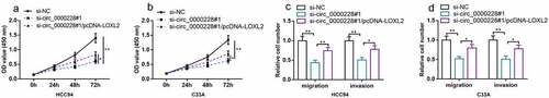 Figure 4. LOXL2 overexpression partially counteracted the inhibitory effect of knockdown circ_0000228 on CC cell multiplication, migration and invasion